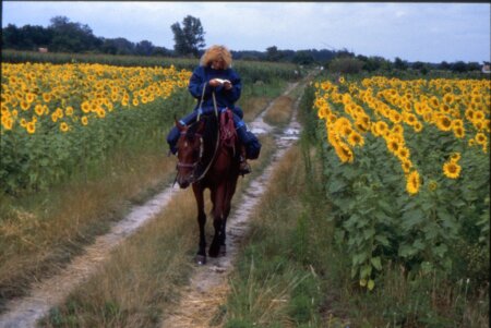 Sonnenblumenfelder in der Ukraine 