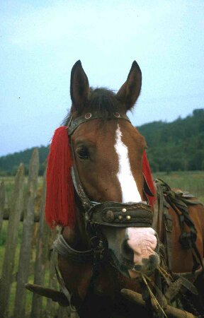 Rum&auml;nien: Pferd mit roten Quasten