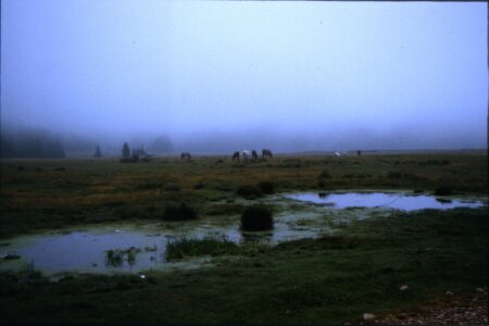 Cavalli nella nebbia sull'altopiano di Padis